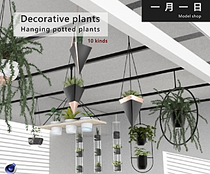 Decorative Plants hanging potted