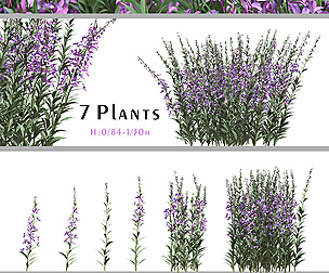 Set of Epilobium Angustifolium Plant (Willow Herb)