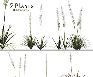 Set of Eremurus Himalaicus Plant (Foxtail Lily)