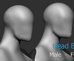 Male Female Head base