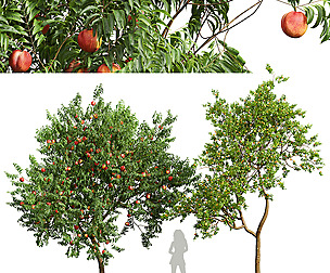 Amygdalus Persica Peach Armeniaca Vulgaris Prunus