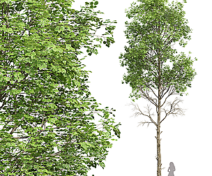 New Plant High detail Fagus Sylvatica