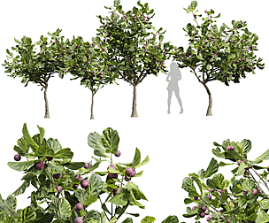 New Plant High detail Ficus Carica Feige Fig