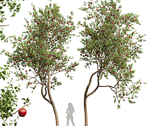 New Plant High detail Malus Pumila Apple Red