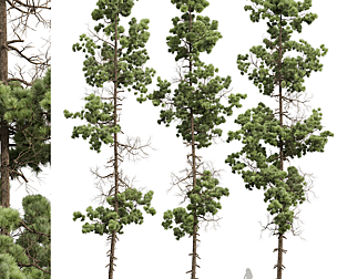 New Plant High detail Pinus Palustris02