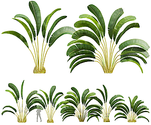 New Plant High detail Strelitzia Nicolai Small