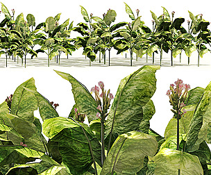 Tobacco Plants Field