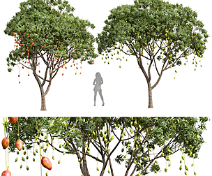 New Plant High detail Mangifera Indica Mango