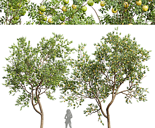 New Plant High detail Malus Pumila Apple Green