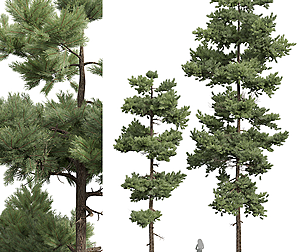 New Plant High detail Pinus Echinat