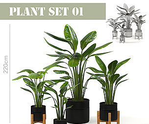 plant set 01