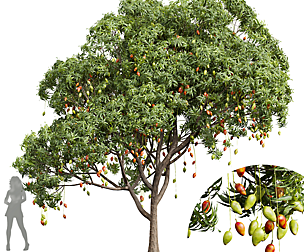 New Plant High detail Mangifera Indica Mango02