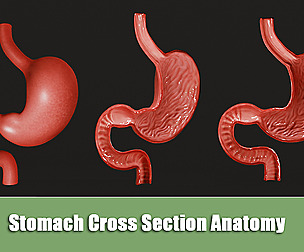 Stomach Cross Section Anatomy