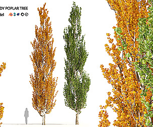 Summer and Autumn Lombardy poplar trees