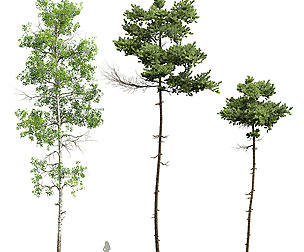 Pinus Echinata and Populus Tremuloides