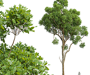New Plant High detail Cinnamomum Camphora02