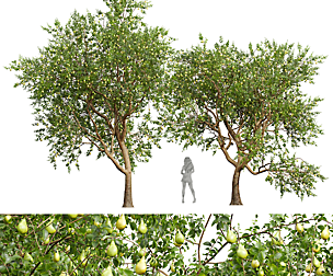 New Plant High detail Pear Pyrus Communis Green