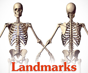 Drawing Landmarks of the Human Body