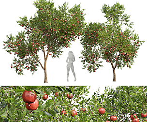 New Plant High detail Punica Granatum Pomegranate