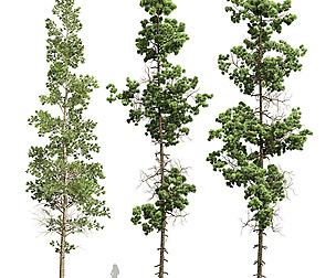Chamaecyparis Thyoides and Pinus Palustris