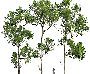 New Plant High detail Fagus Grandifolia03