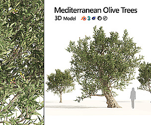 Mediterranean Olive Trees