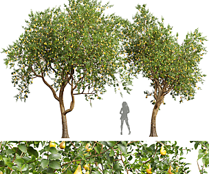 New Plant High detail Pear Pyrus Communis Red