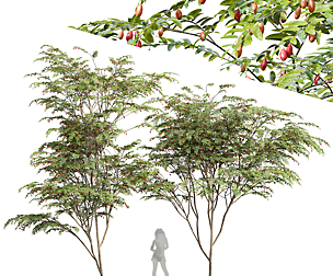 New Plant Ziziphus Jujuba Chinesische Dattel Red