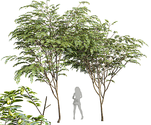 New Plant Ziziphus Jujuba Chinesische Dattel Green