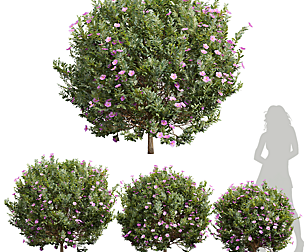 New Plant Cistus Albidus Zistrose Flower Bush