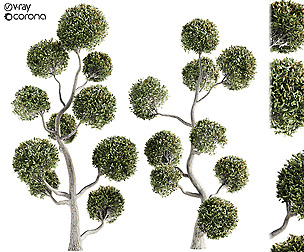 chamaecyparis pisifera boulevard topiary- vol 1