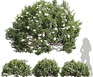 New Plant Cistus Albidus Zistrose Flower White