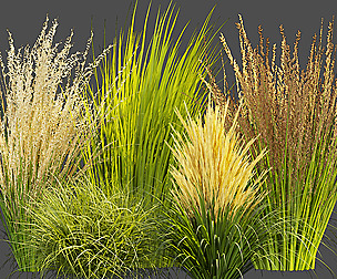 Collection plant vol 383