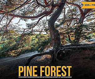 980+ Pine Forest Reference Pictures