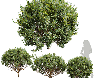 New Plant Cistus Albidus Zistrose Bush