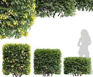 New Plant Coronilla Valentina Glauca Box Bush