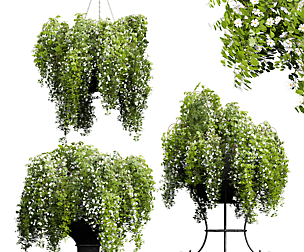 New Plant Bacopa Diffusa Sutera Pot Flower