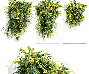 New Plant Coronilla Valentina Glauca Wall