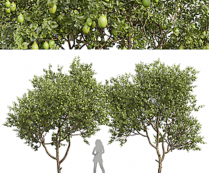 Citrus Meyer Lemon Fruit Tree