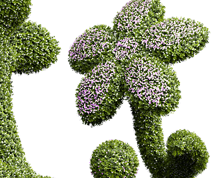 New Plant Bacopa Diffusa Sutera Decorative