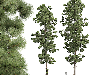 New Plant High detail Pinus Palustris 2Tree