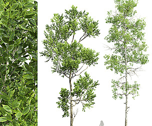 Fagus Grandifolia and Populus Tremuloides