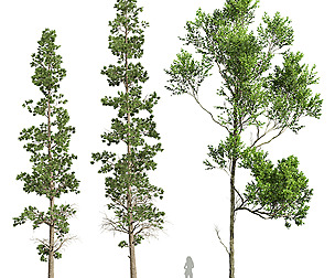 Fagus Grandifolia and Sphaeropteris Lepifera