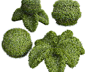 New Plant Bacopa Diffusa Sutera Decorative02