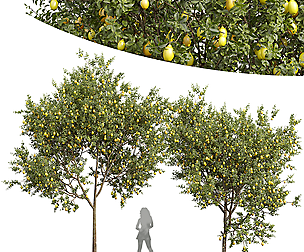 New Plant High detail Citrus Meyer Lemon Orange
