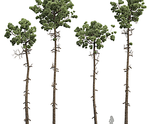 New Plant High detail Pinus Engelmannii02