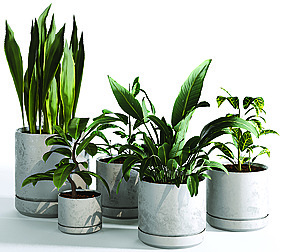 Indoor plant 03