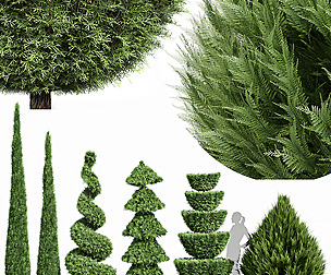 Beloved I Cypress-Pencil Cypress-Juniperus