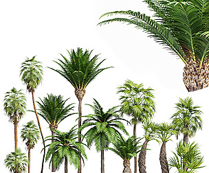 Mexican Fan Palm and Canary Island