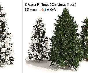 3 summer and winter Fraser Fir Christmas Trees